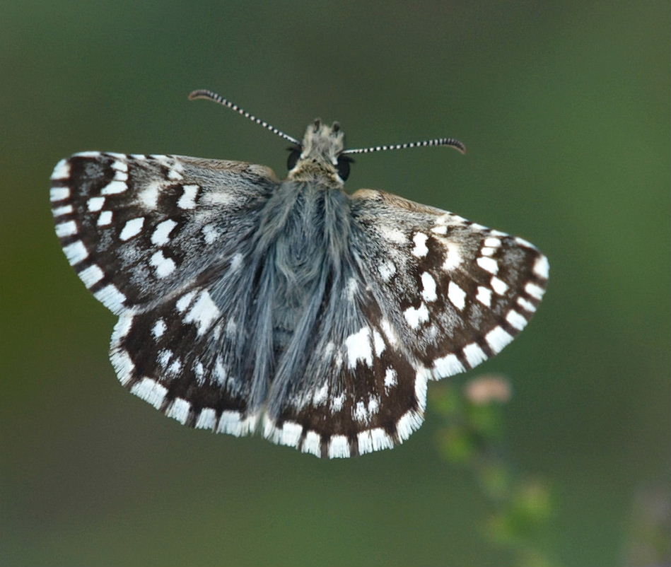 Pyrgus sp.
